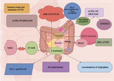 Gut microbiome: decision-makers in the microenvironment of colorectal cancer